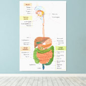 Toile Schéma du système digestif gastro-intestinal humai (Insitu (Plancher de Bois))