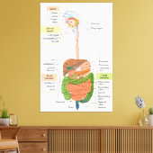 Toile Schéma du système digestif gastro-intestinal humai (Insitu(Salon))