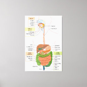 Toile Schéma du système digestif gastro-intestinal humai