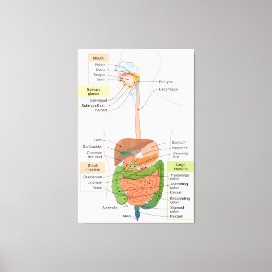 Toile Schéma du système digestif gastro-intestinal humai (Recto)
