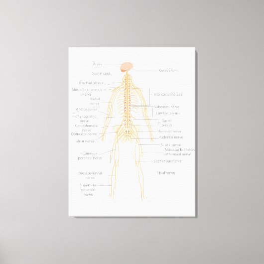 Toile Schéma du système nerveux du corps humain (Recto)