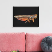 Toile Science - Entomologie - Le spécimen (Insitu(Salon))