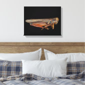 Toile Science - Entomologie - Le spécimen (Insitu(Chambre))