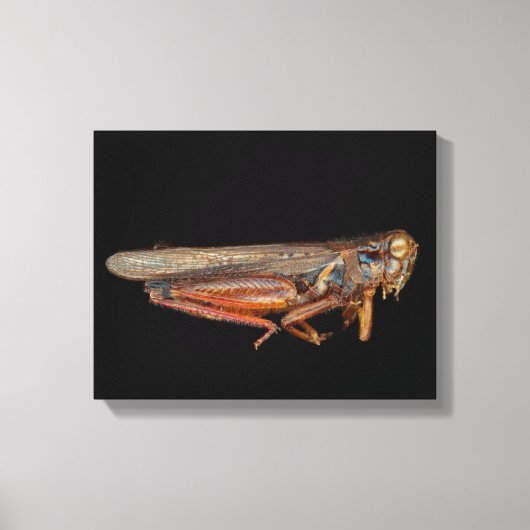 Toile Science - Entomologie - Le spécimen (Recto)