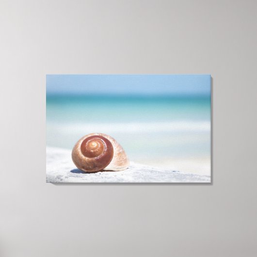 Toile Seashell | Saint-Pétersbourg, Floride (Recto)
