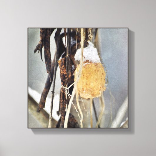 Toile Séché Concombre Sauvage Graine de vigne en hiver (Recto)