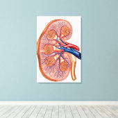 Toile Section Interne De L'Anatomie Interne D'Un Rein (Insitu (Plancher de Bois))