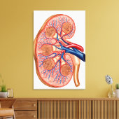 Toile Section Interne De L'Anatomie Interne D'Un Rein (Insitu(Salon))