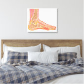 Toile Section Longitudinale Du Pied Humain (Insitu(Chambre))