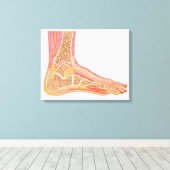 Toile Section Longitudinale Du Pied Humain (Insitu (Plancher de Bois))