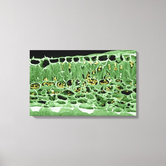 Toile Section transversale de la feuille (Recto)