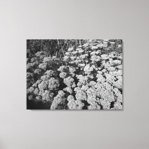 Toile Sedum Automne Joy (B&W)