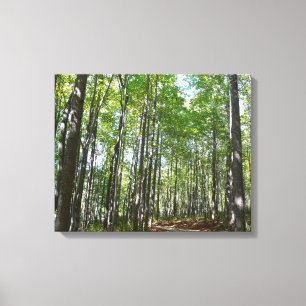 Toile Sentier boisé du centenaire II Ellicott City Maryl