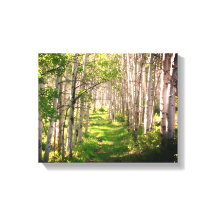 Sentier forestier à la fin du printemps