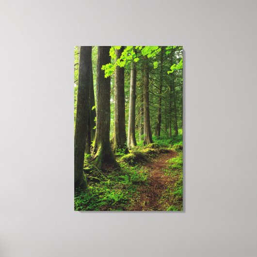 Toile Sentier Scénique de la Forêt Verte (Recto)