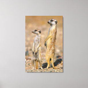 Toile Sentinelles Meerkat (Suricata Suricatta), Karas