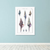 Toile Sept Coquillages Colorés (Insitu (Plancher de Bois))