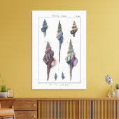 Toile Sept Coquillages Colorés (Insitu(Salon))