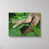 Toile Serpent à sonnette enroulé dans une plante d'hosta (Recto)
