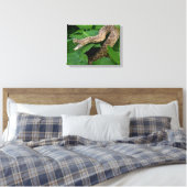 Toile Serpent à sonnette enroulé dans une plante d'hosta (Insitu(Chambre))
