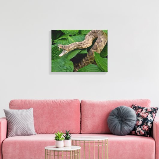 Toile Serpent à sonnette enroulé dans une plante d'hosta (Insitu(Salon))
