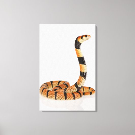 Toile Serpent corail africain (Aspidelaps lubricus) (Recto)