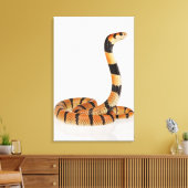 Toile Serpent corail africain (Aspidelaps lubricus) (Insitu(Salon))