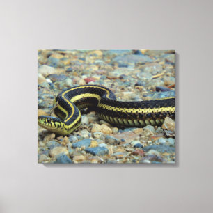 Toile Serpent de jardinier