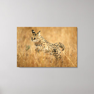 Toile Serval (Leptailurus Serval) en train de sauter