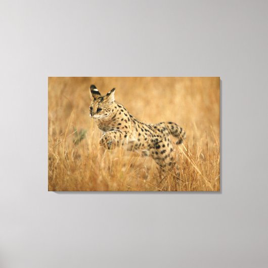 Toile Serval (Leptailurus Serval) en train de sauter (Recto)