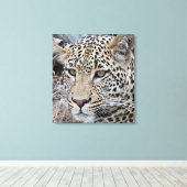 Toile Shasha jeune léopard mâle (Insitu (Plancher de Bois))