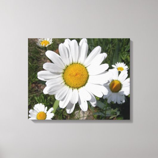Toile Shasta Daisy (Chrysanthemum maximum) (Recto)
