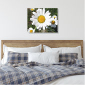 Toile Shasta Daisy (Chrysanthemum maximum) (Insitu(Chambre))