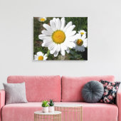 Toile Shasta Daisy (Chrysanthemum maximum) (Insitu(Salon))