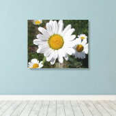Toile Shasta Daisy (Chrysanthemum maximum) (Insitu (Plancher de Bois))