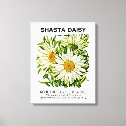 Toile Shasta Daisy Vintage semis (Recto)