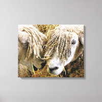 SHEEP