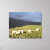 TOILE SHEEP DE MONTAGNE (Recto)