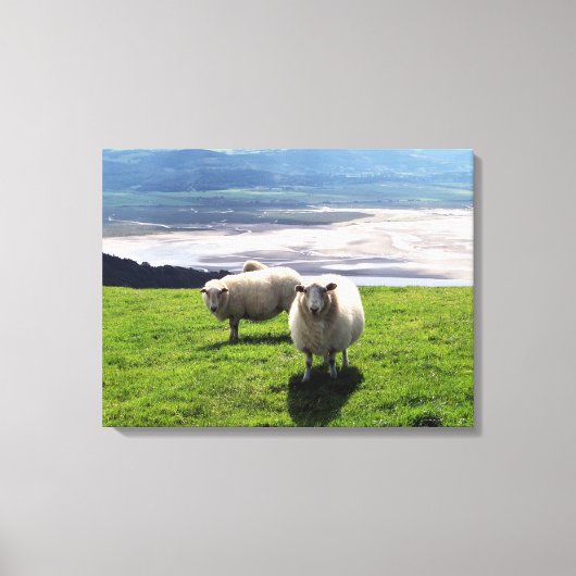TOILE SHEEP DE MONTAGNE (Recto)