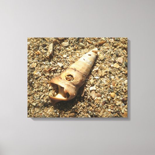 Toile Shell Unicorn sur la plage (Recto)