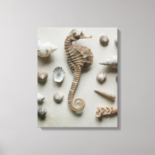 Toile Shells (Recto)