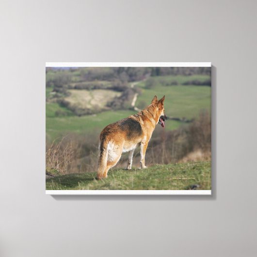 Toile Shephard allemand regardant la colline (Recto)