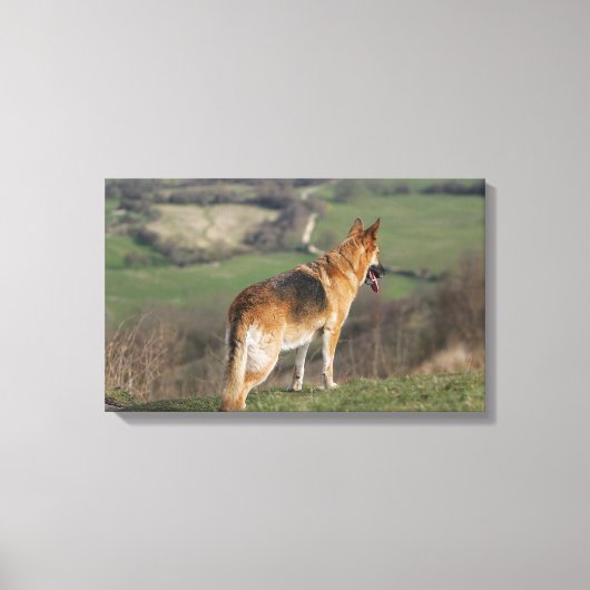 Toile Shephard allemand regardant la colline (Recto)