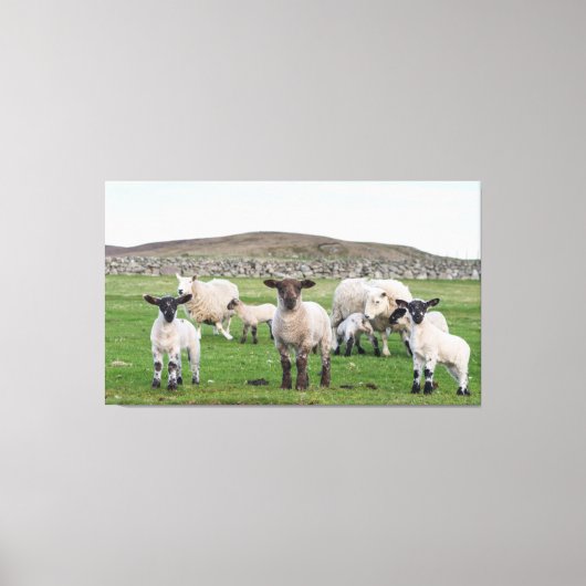 Toile Shetland Sheep (Recto)