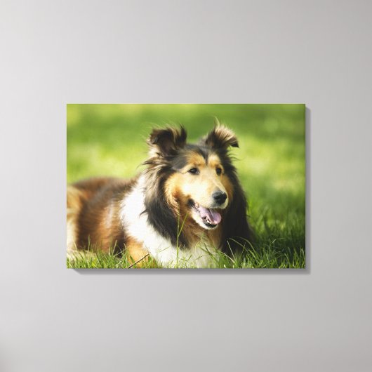 Toile Shetland Sheepdog assis sur l'herbe (Recto)
