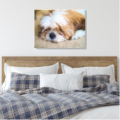 Toile Shih Tzu (Insitu(Chambre))
