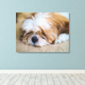 Toile Shih Tzu (Insitu (Plancher de Bois))