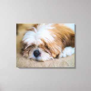 Toile Shih Tzu