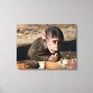 Toile Shy Young Homme Hamadryas Baboon (Papio)