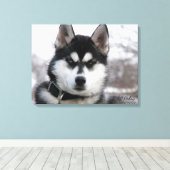 Toile Siberian Husky Puppy (Insitu (Plancher de Bois))